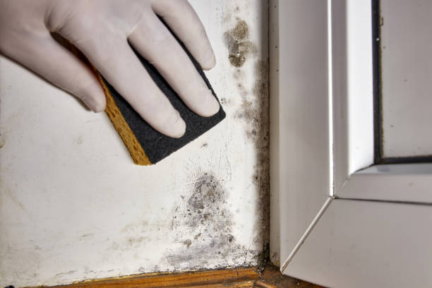 Best Airborne Mold Testing  in Lemont, IL